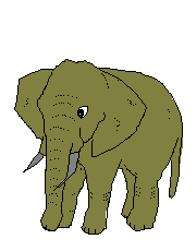 slon5